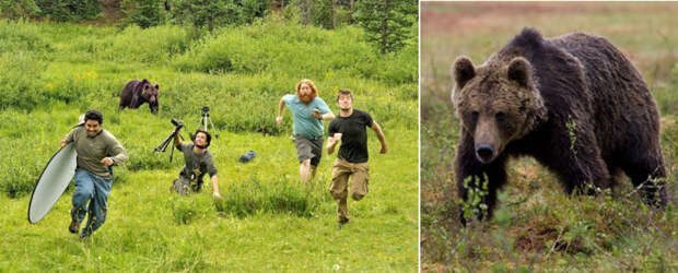 Медведь, преследующий группу фотографов National Geographic и исходное стоковое изображение