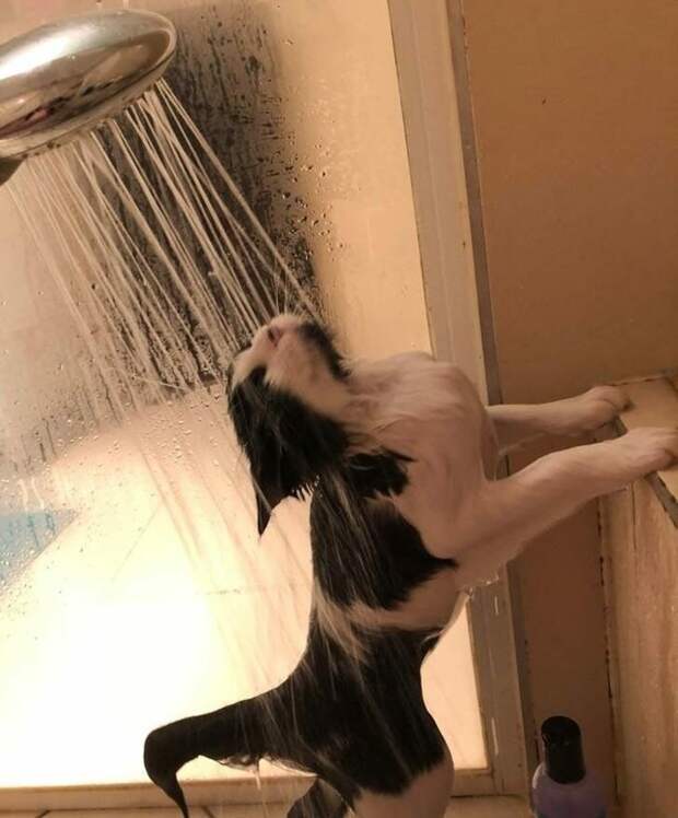 А ты точно кот? коты, позитив, прикол