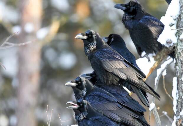 "Карта мясных мест". Вороны запоминают, где волки убивают добычу