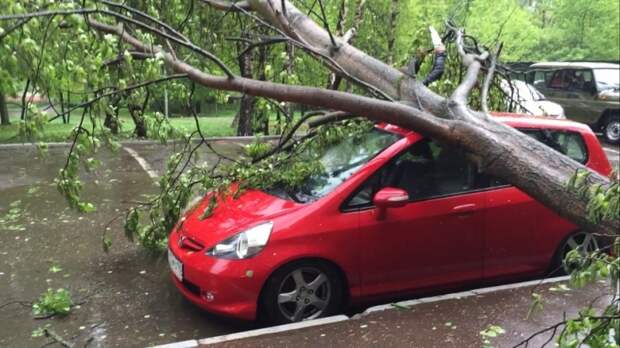 На машину из-за ветра упало дерево: что делать