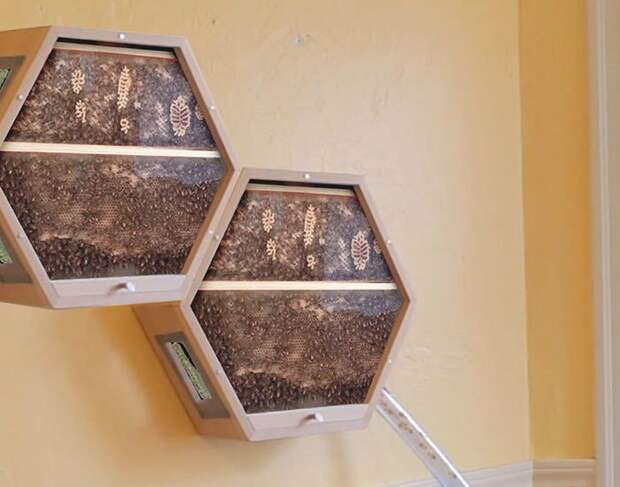 Одна компания придумала, как можно интегрировать пчелиные ульи в ваш домашний интерьер в мире, для дома, креатив, пчелы, улей, фантазия