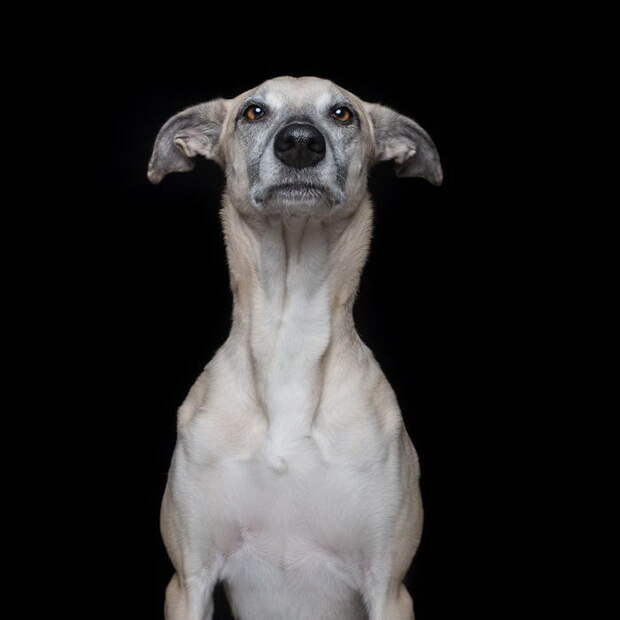 Такие разные характеры собак: фотопроект Elke Vogelsang Такие разные характеры собак: фотопроект Elke Vogelsang