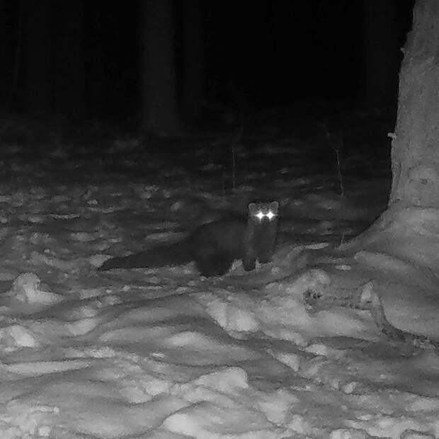 Редкое животное заметили впервые с 1800-х годов