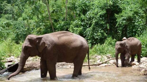 Слон, который провел 30 лет в зоопарке, наконец-то оказался на свободе животные, пакистан, слон