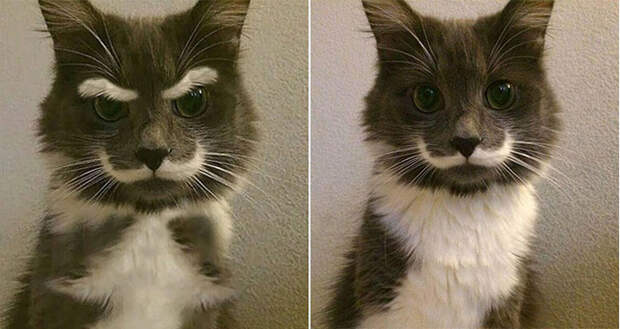 Эта фотография усатого сердитого кота получила в сети огромную популярность