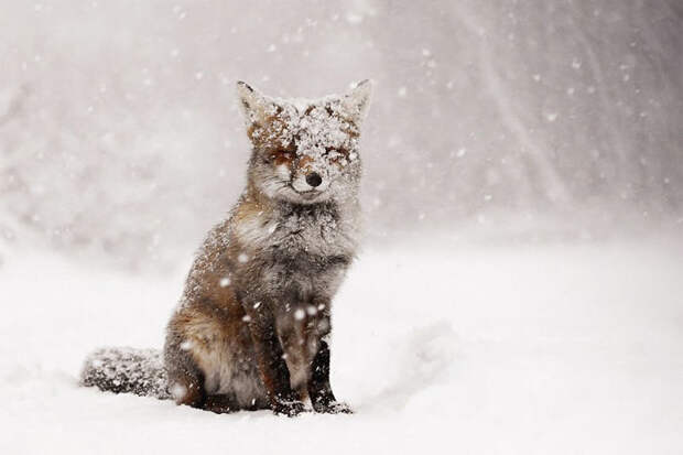 Winter Fox Photography