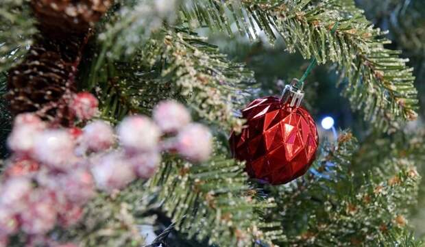 Ветеринар Руденко призвал отказаться от новогодней мишуры на елках для защиты питомцев