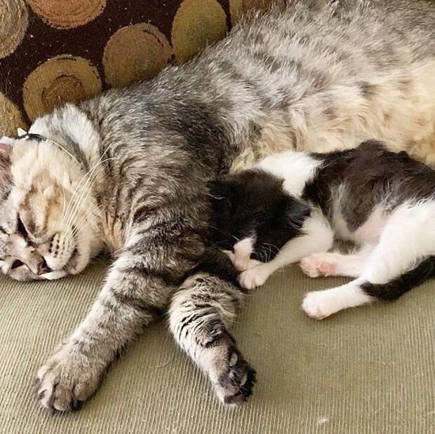 Коты на полу Коты лежат