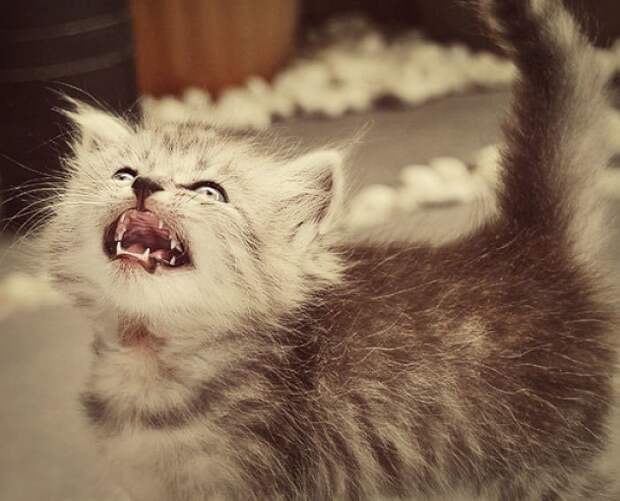 15 зловещих котят, с которыми лучше не связываться