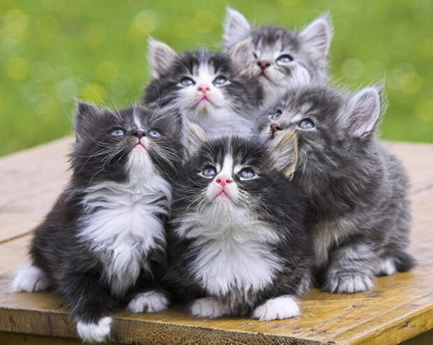 Позитивные котята для улыбки (12 фото) Позитивные котята для улыбки (12 фото)