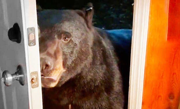 Пенсионерка научилась говорить с медведями: теперь они ходят в ней гости и закрывают за собой двери