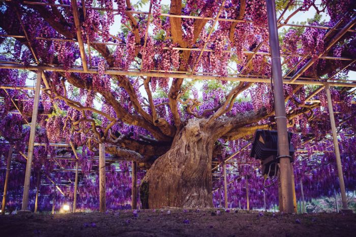 Японский фестиваль цветущей глицинии Great Westeria (35 фото)
