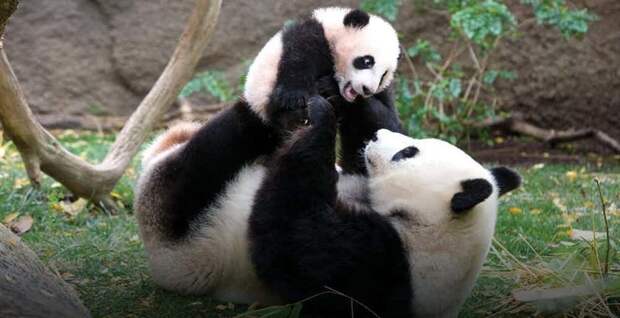5. Большая панда вид, вымирание, животные