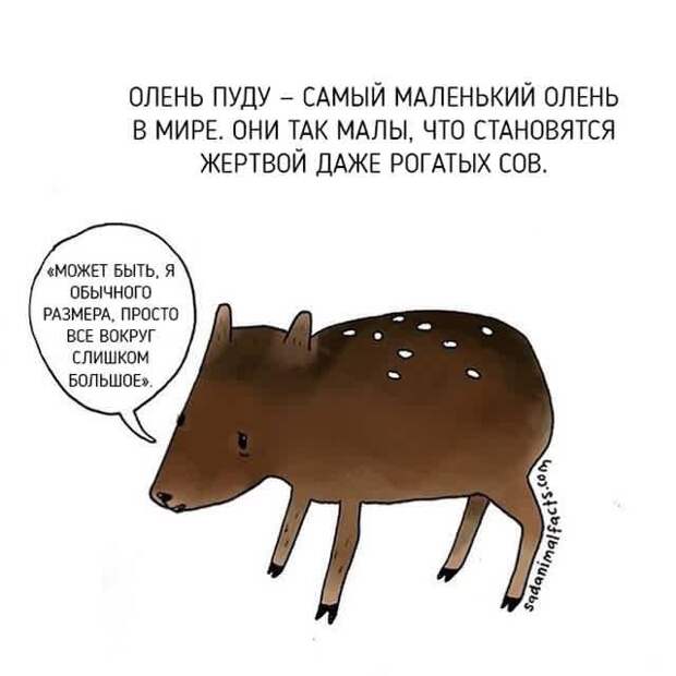 олень
