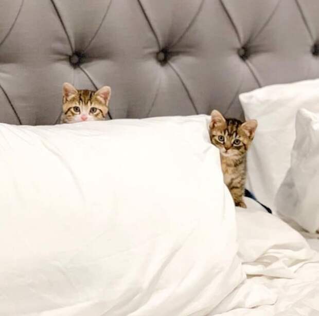 Котята на кровати