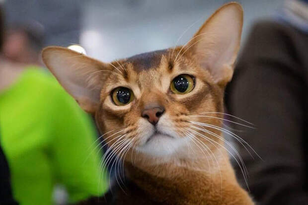 Абиссинский кот из России возглавил рейтинг Всемирной федерации кошек 2025 года