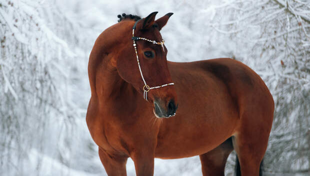 5 интересные фактов о лошадях