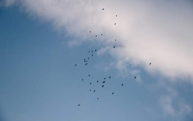 Опубликованы результаты мониторинга воздуха в Рязани на 12 апреля