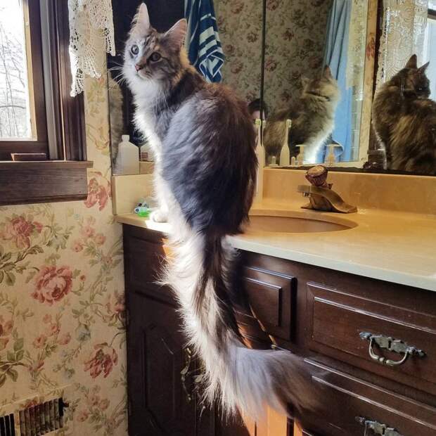 У этого кота самый длинный хвост в мире