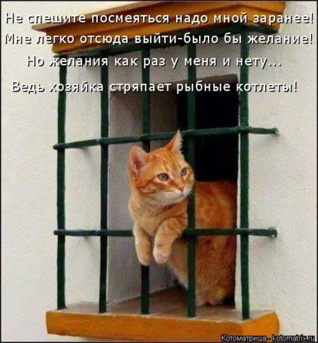 Свежая котоматрица (33 фото)