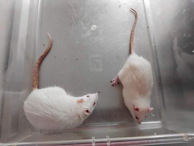 Нарушения энергообмена в мозге крыс связали с моделями СДВГ — исследование СПбГУ