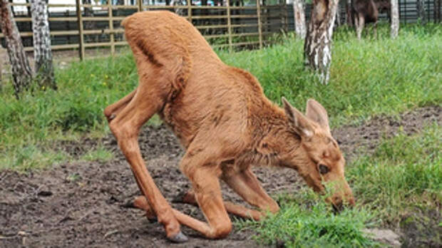 Лосенок Лола / Фото: скриншот из видео барнаульского зоопарка