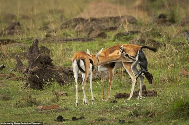 Эти потрясающие снимки были сделаны в национальном заповеднике Масаи-Мара в Кении