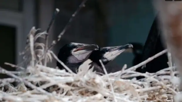 В Московском зоопарке вылупились два птенца больших бакланов