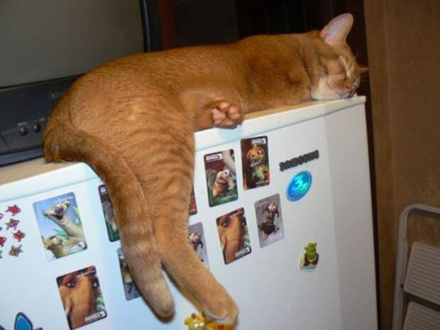 Но котикам можно всё! \ Фото: google.ru.