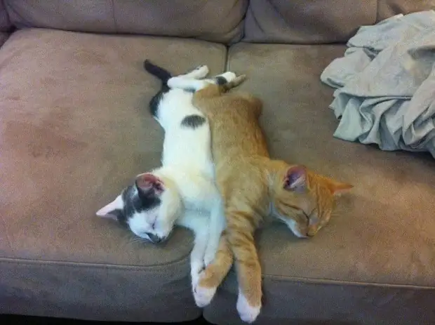 Эти кошки спят везде