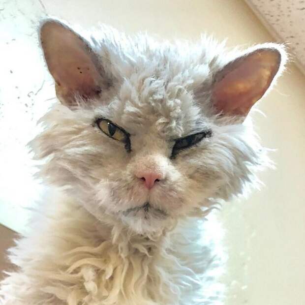 Альберт (Albert) grumpy cat, животные, коты, кошка, кошки, мем, сердитая кошка, фото