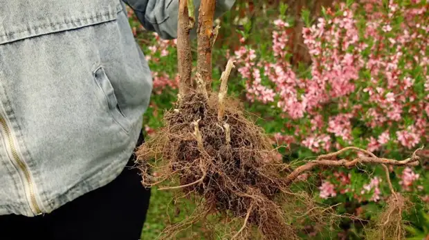 Секреты правильной посадки малины для отличного урожая
