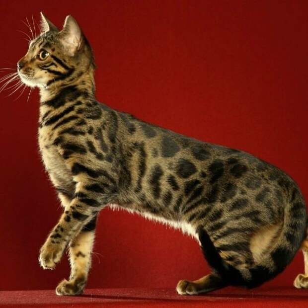 Азиатская табби котята., кошки, породы