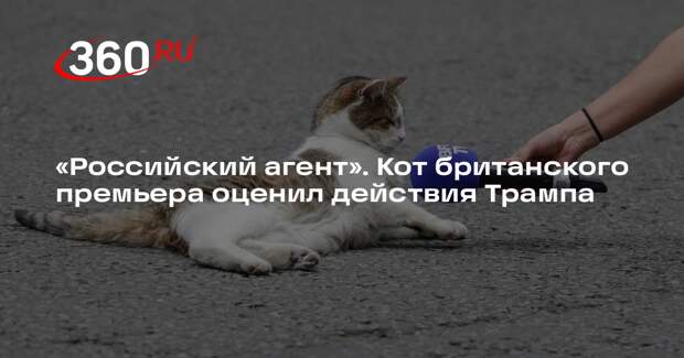 Кот Ларри с Даунинг-Стрит предположил в соцсетях, что Трамп — агент России