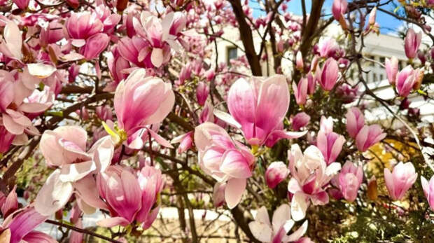 Магнолия зацвела в Симферополе