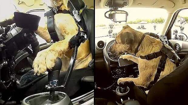 Животные на выезде AnimalRide20 Животные на выезде
