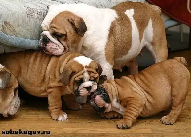 Английский бульдог собака. Описание, особенности, уход и цена английского бульдога