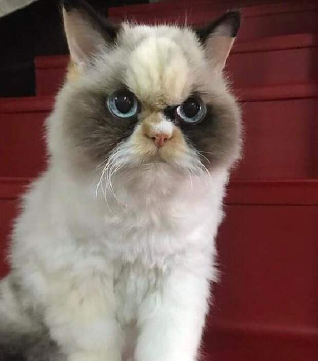 Кошка с большими глазами Кошка сидит