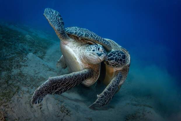 Дмитрий Кох / nat-geo.ru