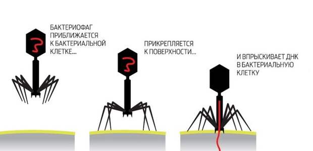 На изображении схематично показана вирусная атака. Как после нее работает бактериофаг? В клетке происходит синтез белковых и нуклеиновых компонентов. На изображении схематично показана вирусная атака. Как после нее работает бактериофаг? В клетке происходит синтез белковых и нуклеиновых компонентов.