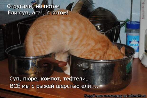 Лучшие котоматрицы недели (50 фото)