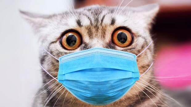 Вирусолог: «Кошки могут заражаться и распространять коронавирус. Для собак и домашних птиц он безопасен»
