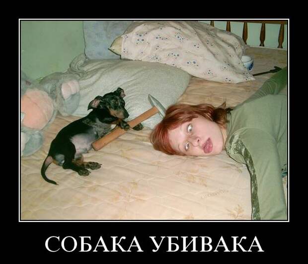Скачать Коллекция самых смешных демотиваторов 205 на высокой…