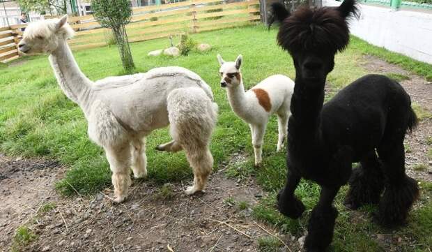 альпака ферма вднх. альпака городская ферма вднх. альпака на вднх. городская ферма на вднх зима. ферма на вднх.