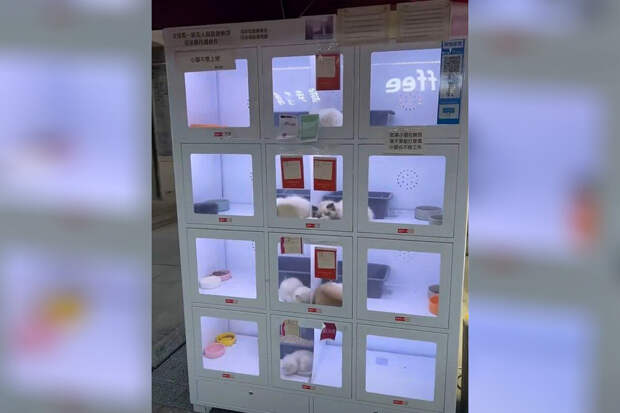 Oddity Central: китайцев возмутили автоматы по продаже домашних животных