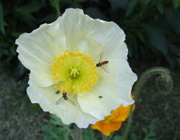 Мак голостебельный (Papaver nudicaule). Фото: Claus Ableiter, ru.wikipedia.org