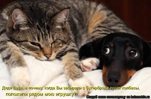 Котоматрицы(картинки с надписями)