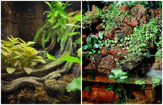 Что такое палюдариум и как обустроить его в домашних условиях ...