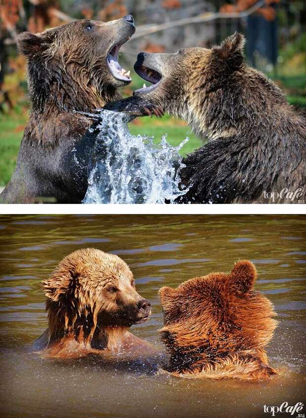 Красивые медведи
