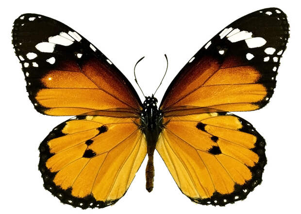 Бабочки картинки